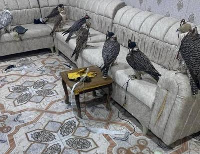 Seizure of Eight Hawks Prepared for Smuggling to Kuwait