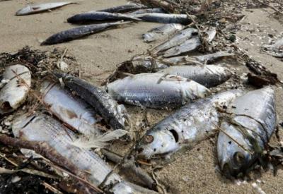Video: Japan's Beaches Turned into Fish Graves