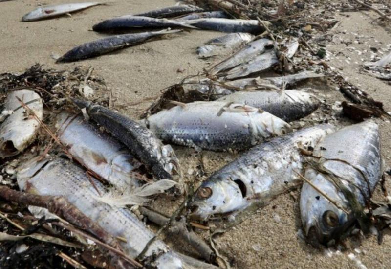 Video: Japan's Beaches Turned into Fish Graves