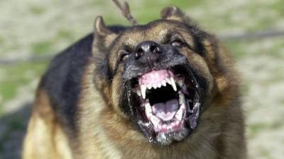 Deadly Dog Bite... and "Harsh" Video Shows the Moment of the Attack!