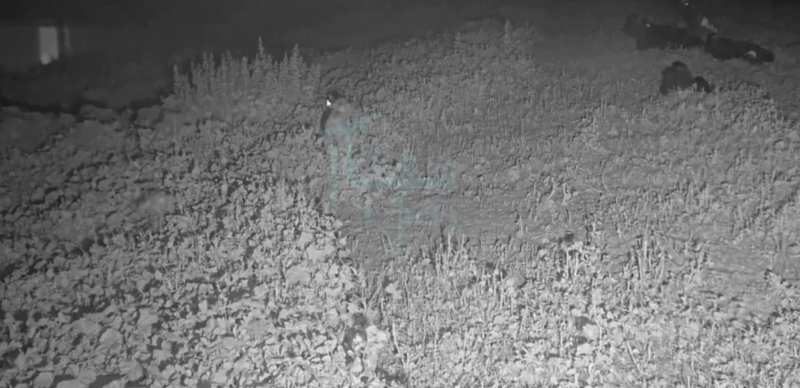 Disruption of Israeli Surveillance Cameras on the Lebanon Border (Video)