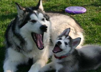 South Korean Parliament Approves Bill to Ban Dog Meat Trade