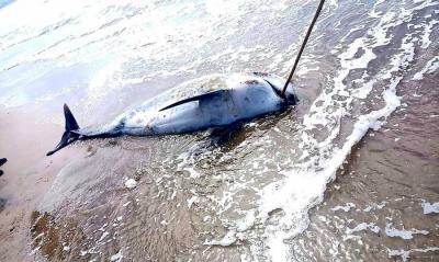 Title: Stranded Whale Found in Akkar