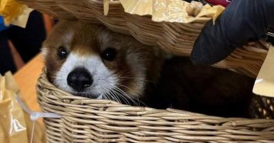 "Red Panda" and Snakes Found in Luggage... What’s Happening in Thailand!
