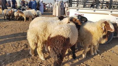 Title: "Sheep" Breaks Zakho's Bad Luck.. and a Last-Minute Goal