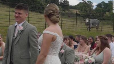 A Humorous Incident: Cow Crashes Wedding! (Video)