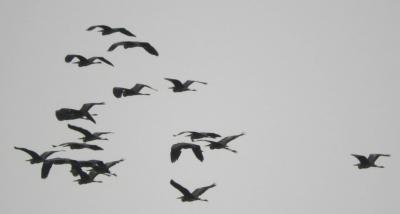 Title: Massacre Against Migratory Birds in Akkar (Video)