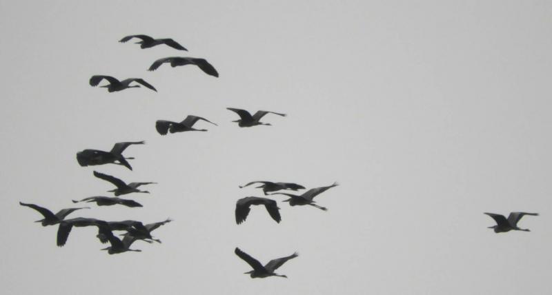 Title: Massacre Against Migratory Birds in Akkar (Video)