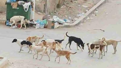 Update on Stray Dog Attack on Child in Sour