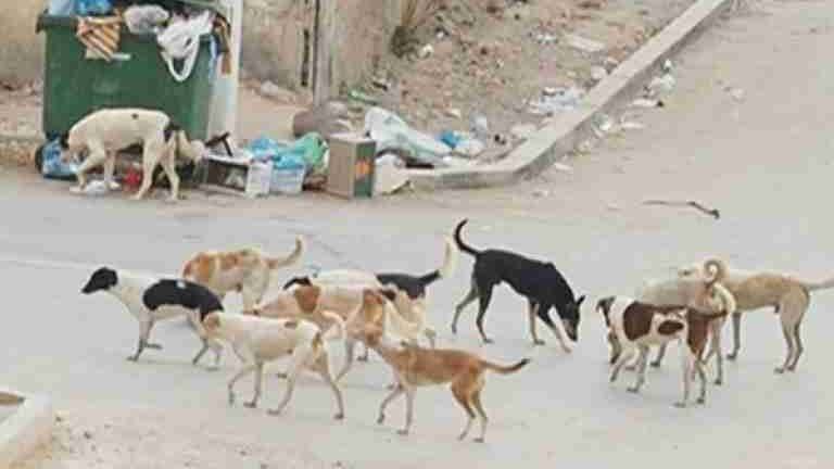 Update on Stray Dog Attack on Child in Sour