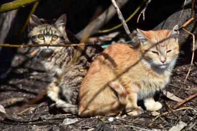 Starvation War Hits Cats of Gaza (Video)