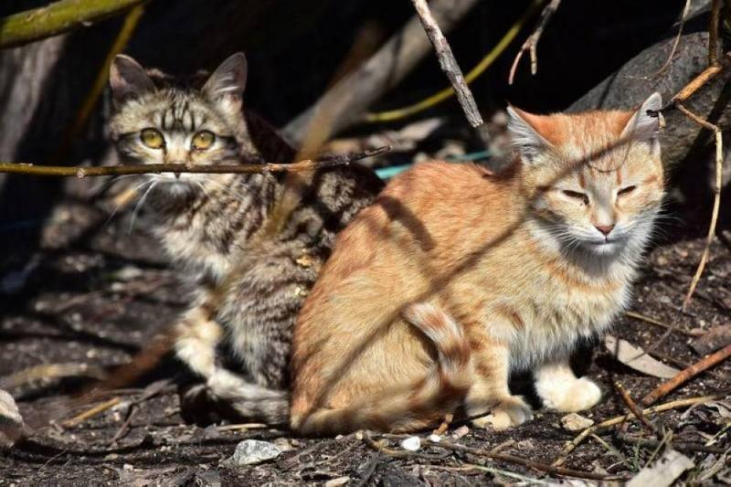 Starvation War Hits Cats of Gaza (Video)