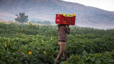 Title: Employees of the General Directorate of Agriculture: We Will Continue the Strike