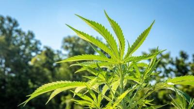 Zelensky Legalizes Marijuana Use