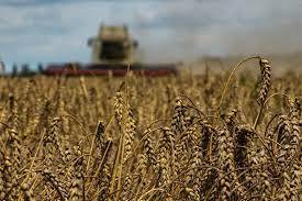 Lebanon Buys 72,000 Tons of Wheat from Ukraine