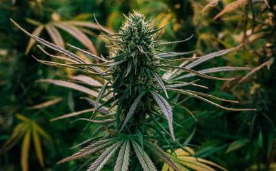 Germany Decriminalizes Cannabis