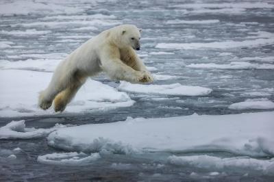 Polar Bear "Attacks" Its Cub in Photos!