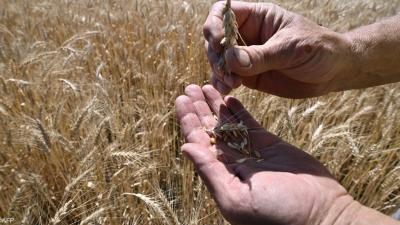 Russia: We Are Not Interested in Renewing the Black Sea Grain Agreement