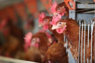 First Time... Detection of Bird Flu Cases in Brazil