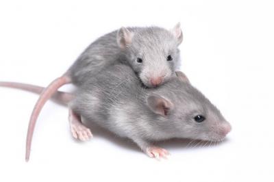 Rats Invade Police Station and Devour Marijuana!