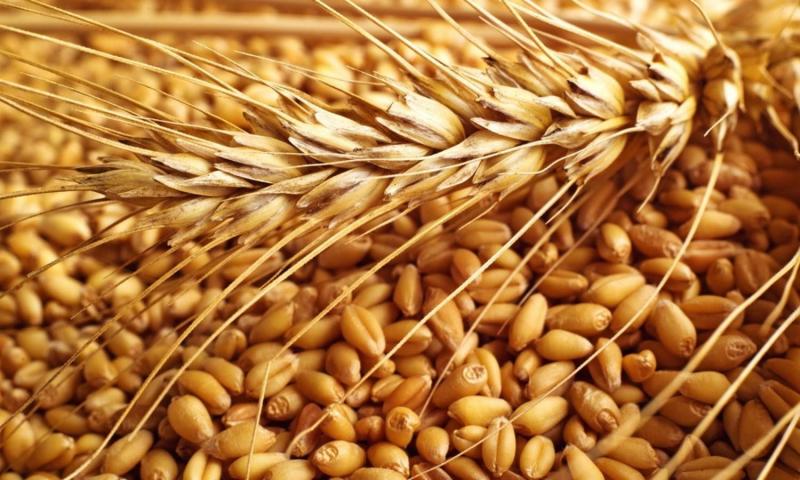 Algeria Begins Purchasing Wheat Flour in Global Tender