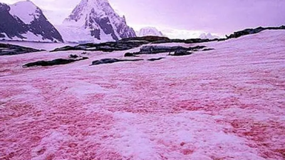"Watermelon Snow" ... The Secret Behind America's Mountains Turning Pink
