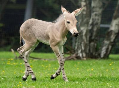 Birth of a Rare African Wild Ass in Britain