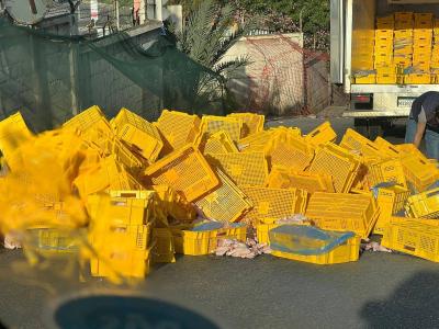 Image - Slaughtered Poultry Fill Sidon Road