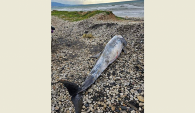 Title: Dead Dolphin Found on Akkar Beach