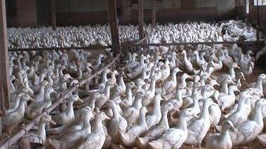 France Monitors Bird Flu Cases in Duck Farm