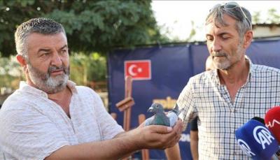 Racing Pigeon Champion of Turkey in 505 km Race