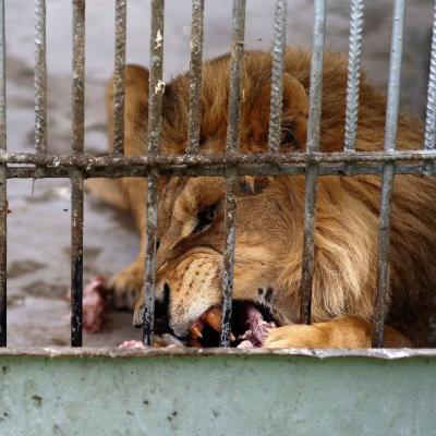 # Video: Man Falls into Lion's Jaw While Trying to Take a Selfie