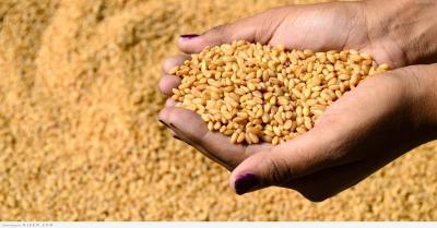 Algeria Issues Tender for Wheat Purchase