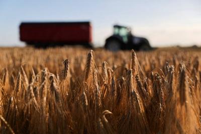Ukrainian Agriculture: Grain Production May Decrease by 4-5%