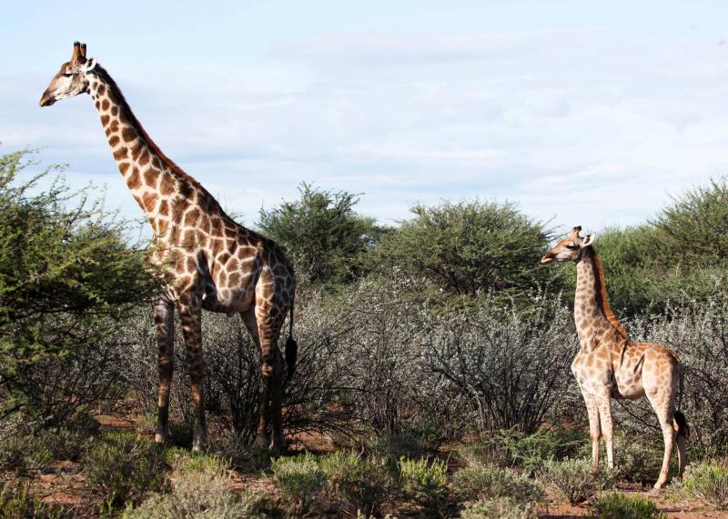Video: Two Giraffes Interrupt a Golf Tournament!