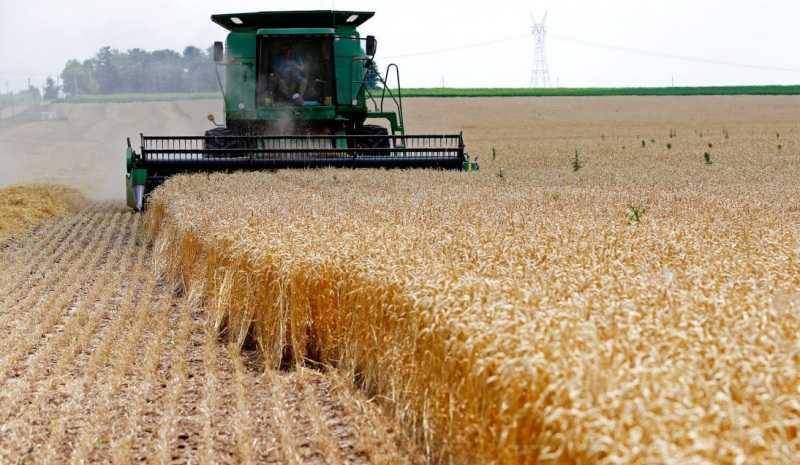 Document - Substandard Wheat in the Market