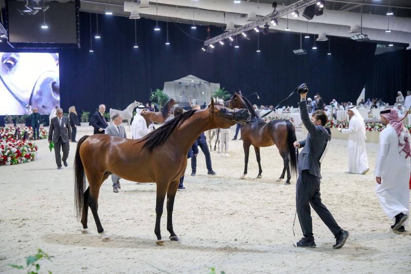 Arab Championship for Horse Breeders: Omani Horses Win Gold