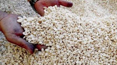 Seizure of Millions of Captagon Pills in Taanayel