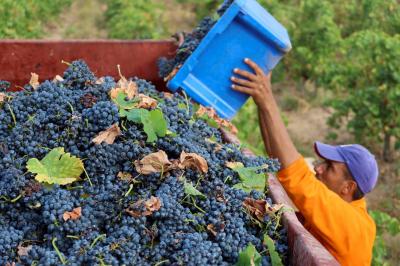 Heatwave Damages Wine Production in Tunisia