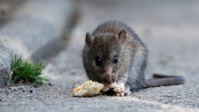 "Large Rat Eats Off a Government Employee's Ear in Southern Iraq"