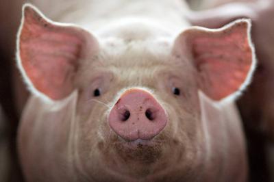 Pig's Head Found Outside Mosque in France