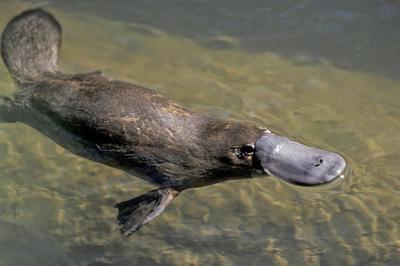 Half a Century After Its Disappearance... The Platypus Returns to Australia