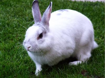 Video: Rabbit Storms the White House