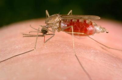 For the First Time in 20 Years: America Records First Cases of Malaria