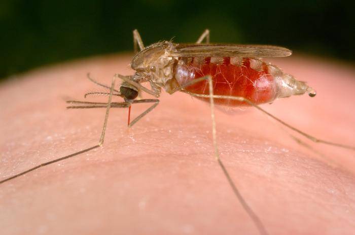 For the First Time in 20 Years: America Records First Cases of Malaria