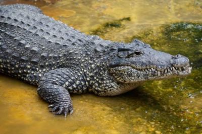 "Virgin Birth" of a Crocodile in a Zoo