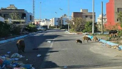 Wild Boars Invade Moroccan City (Photos)