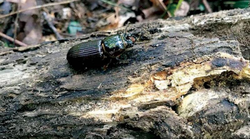 Wave of Beetles Hits Lebanon