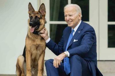 Biden's Dog Bites Agent for the 11th Time