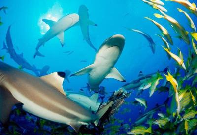 ## What Would Happen if All The Fish in The Ocean Disappeared?